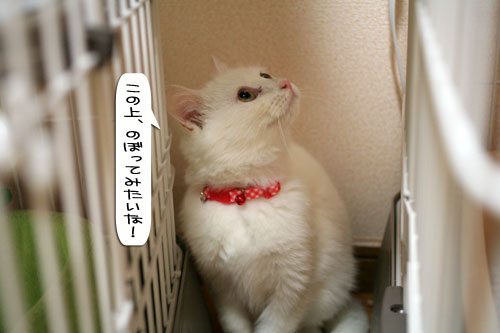 ボヤッキーちゃとらんと健太動画_d0355333_16362140.jpg