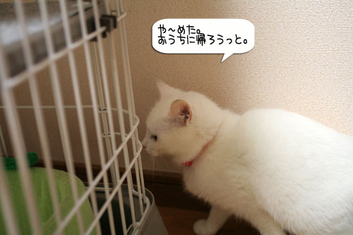 ボヤッキーちゃとらんと健太動画_d0355333_16362183.jpg