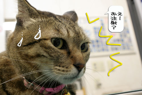 診断の結果は・・・★動画つき_d0355333_16362541.jpg
