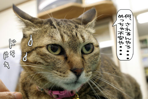 診断の結果は・・・★動画つき_d0355333_16362564.jpg