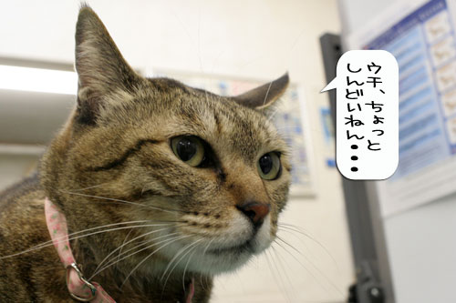 診断の結果は・・・★動画つき_d0355333_16362575.jpg