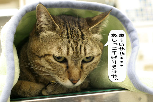 診断の結果は・・・★動画つき_d0355333_16362592.jpg