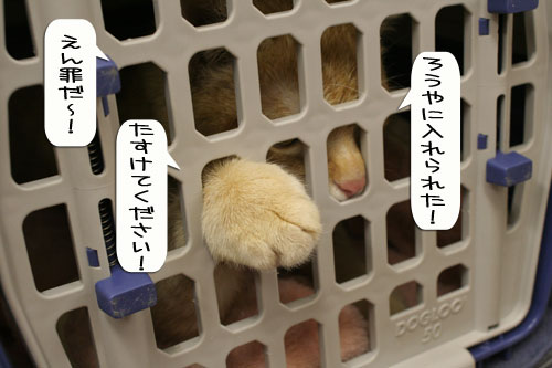診断の結果は・・・★動画つき_d0355333_16362613.jpg