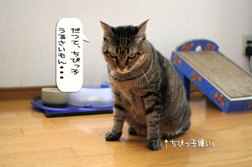 子猫もうっとり★ちゃとらん動画つき_d0355333_16364015.jpg