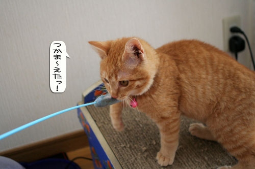 子猫もうっとり★ちゃとらん動画つき_d0355333_16364039.jpg
