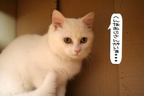 子猫もうっとり★ちゃとらん動画つき_d0355333_16364053.jpg