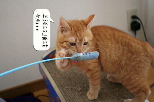 子猫もうっとり★ちゃとらん動画つき_d0355333_16364054.jpg