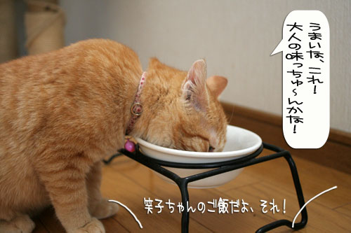 子猫もうっとり★ちゃとらん動画つき_d0355333_16364072.jpg