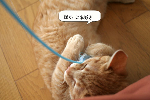 子猫もうっとり★ちゃとらん動画つき_d0355333_16364119.jpg