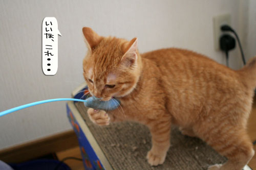 子猫もうっとり★ちゃとらん動画つき_d0355333_16364170.jpg
