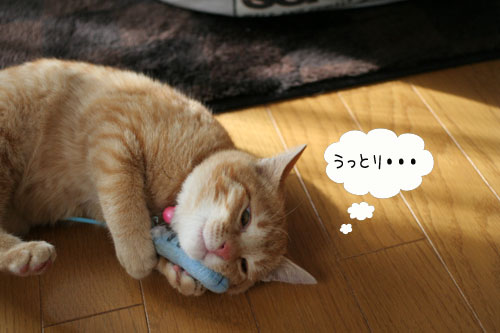 子猫もうっとり★ちゃとらん動画つき_d0355333_16364182.jpg