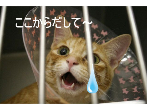 猫とお線香の関係&幸せ報告_d0355333_16364423.jpg