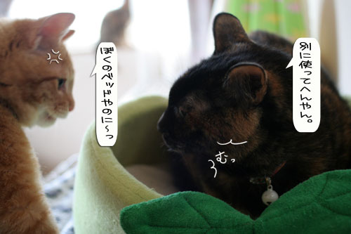 猫とお線香の関係&幸せ報告_d0355333_16364532.jpg