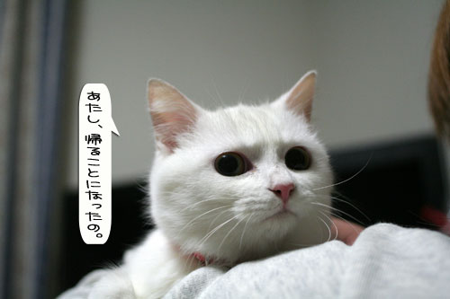 猫とお線香の関係&幸せ報告_d0355333_16364577.jpg