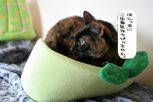 猫とお線香の関係&幸せ報告_d0355333_16364588.jpg