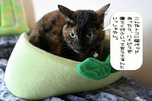 猫とお線香の関係&幸せ報告_d0355333_16364589.jpg
