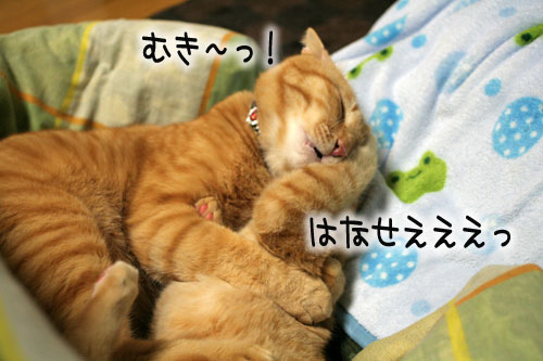 猫とお線香の関係&幸せ報告_d0355333_16364635.jpg