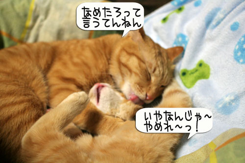猫とお線香の関係&幸せ報告_d0355333_16364653.jpg