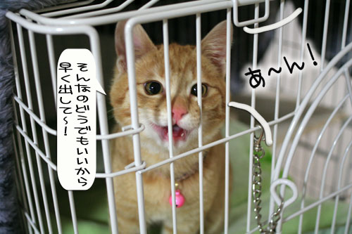 Xacti キター!_d0355333_16364691.jpg