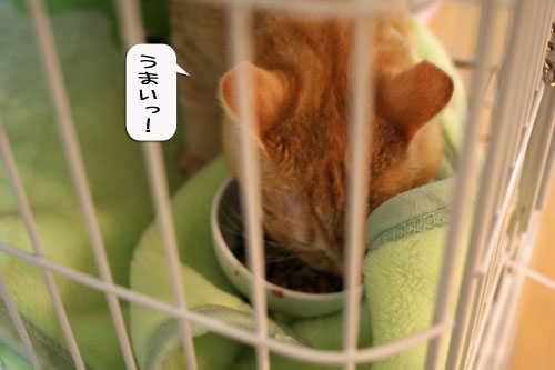 にゃんずご飯と男の料理_d0355333_16364798.jpg