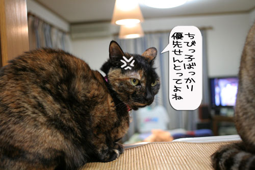 にゃんずご飯と男の料理_d0355333_16364886.jpg