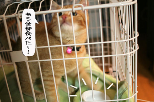 にゃんずご飯と男の料理_d0355333_16364921.jpg