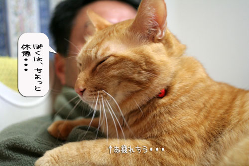 LOSTな夜、にゃんずはその時_d0355333_16365137.jpg