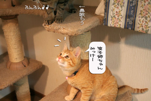 LOSTな夜、にゃんずはその時_d0355333_16365195.jpg