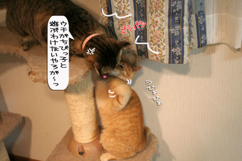 LOSTな夜、にゃんずはその時_d0355333_16365255.jpg