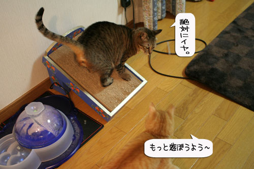LOSTな夜、にゃんずはその時_d0355333_16365266.jpg