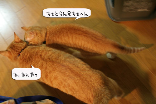 LOSTな夜、にゃんずはその時_d0355333_16365301.jpg