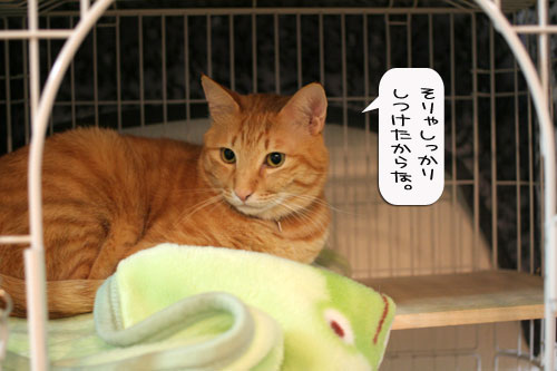 LOSTな夜、にゃんずはその時_d0355333_16365391.jpg