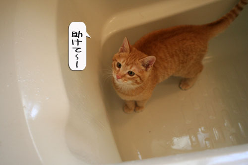 芸猫人生を突き進む_d0355333_16365830.jpg