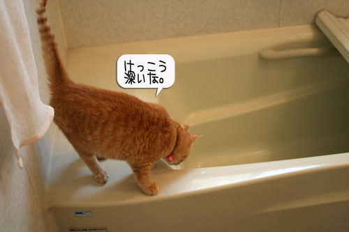 芸猫人生を突き進む_d0355333_16365962.jpg