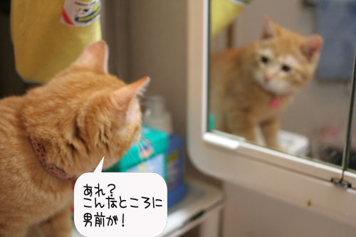 芸猫人生を突き進む_d0355333_16370032.jpg