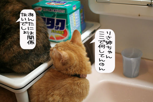 芸猫人生を突き進む_d0355333_16370080.jpg