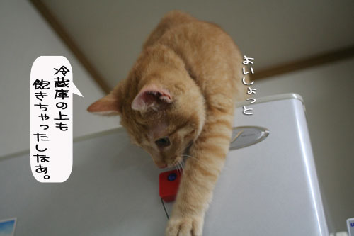 芸猫人生を突き進む_d0355333_16370088.jpg