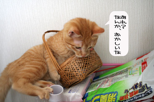 芸猫人生を突き進む_d0355333_16370112.jpg