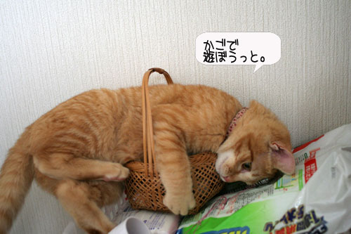 芸猫人生を突き進む_d0355333_16370128.jpg