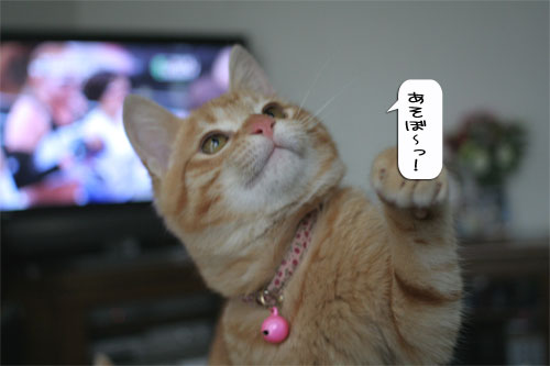 大阪国際女子マラソン見ながら、飛ぶ猫チャレンジ_d0355333_16370206.jpg