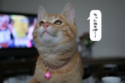 大阪国際女子マラソン見ながら、飛ぶ猫チャレンジ_d0355333_16370213.jpg