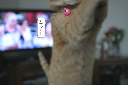 大阪国際女子マラソン見ながら、飛ぶ猫チャレンジ_d0355333_16370235.jpg