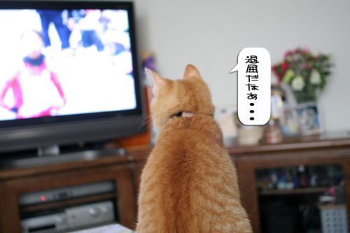 大阪国際女子マラソン見ながら、飛ぶ猫チャレンジ_d0355333_16370243.jpg