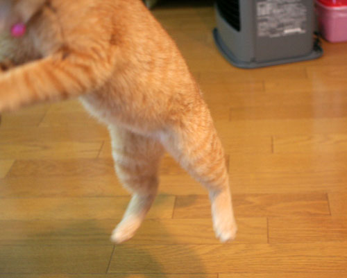大阪国際女子マラソン見ながら、飛ぶ猫チャレンジ_d0355333_16370316.jpg