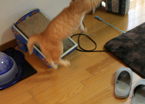 大阪国際女子マラソン見ながら、飛ぶ猫チャレンジ_d0355333_16370325.jpg