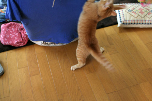 大阪国際女子マラソン見ながら、飛ぶ猫チャレンジ_d0355333_16370377.jpg
