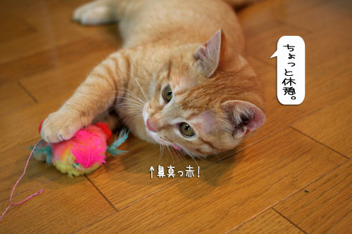 大阪国際女子マラソン見ながら、飛ぶ猫チャレンジ_d0355333_16370483.jpg