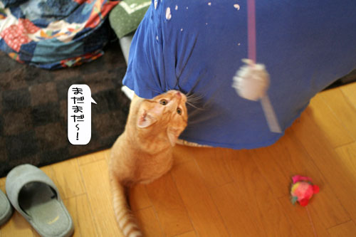 大阪国際女子マラソン見ながら、飛ぶ猫チャレンジ_d0355333_16370516.jpg