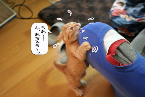 大阪国際女子マラソン見ながら、飛ぶ猫チャレンジ_d0355333_16370604.jpg