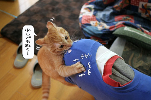 大阪国際女子マラソン見ながら、飛ぶ猫チャレンジ_d0355333_16370623.jpg